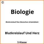 Blutkreislauf Des Menschen Arbeitsblatt Lösung