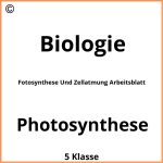 Fotosynthese Und Zellatmung Arbeitsblatt Lösungen