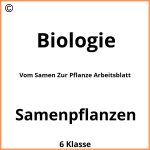 Vom Samen Zur Pflanze Arbeitsblatt